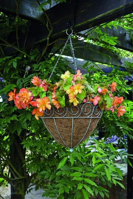 Tom Chambers Tom Chambers Hanging Basket Scrolled