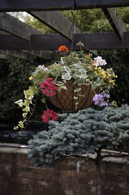 Tom Chambers Tom Chambers Hanging Basket Decorative