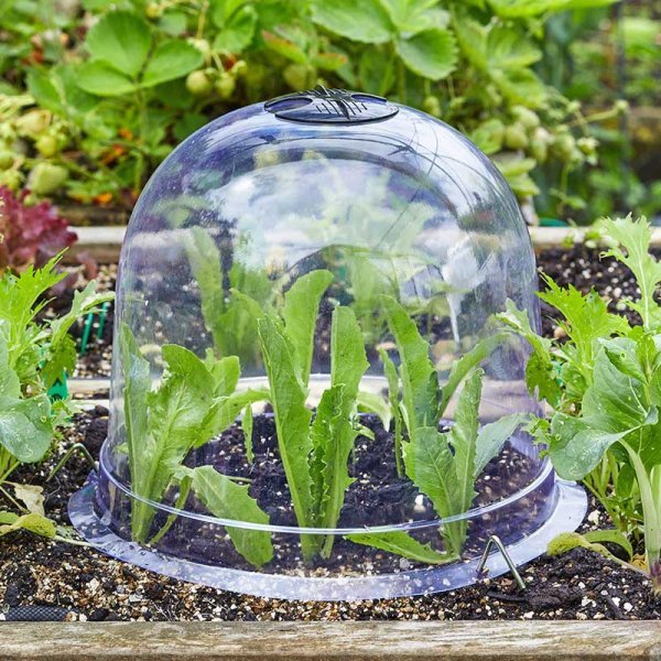 Smart Garden Products SG Grozone Bell Cloche - 3pk