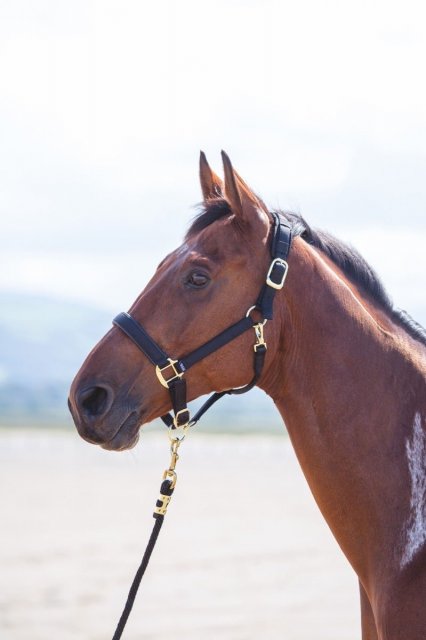 Shires Equestrian  Shires Topaz Nylon Headcollar