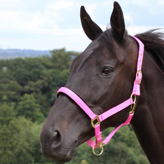 Gallop Gallop Padded Headcollar