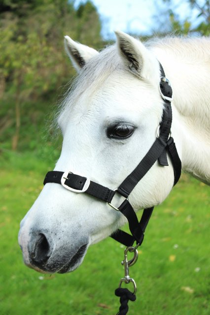 Gallop Gallop Headcollar And Lead Rope Set