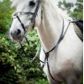 Gallop Gallop Breast Plate Martingale