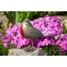 Tom Chambers Robin Redbreast