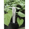 Garland Garland Plant Labels 13cm 25pk