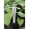 Garland Garland Plant Labels 10cm 50pk