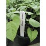 Garland Garland Plant Labels 15cm 50pk