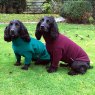 Equafleece Equafleece Hotter Dog Jumper - Xs - 30-36cm