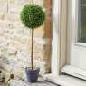 Smart Garden Products SG Uno Topiary Tree