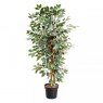 Smart Garden Products SG Weeping Fig