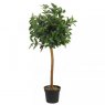 Smart Garden Products SG Topiary Tree