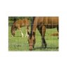 Hampton Steel Hampton HT13/122/7.5 Horse Net - 50m