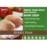 Kerrs Pink Seed Potato - 2kg