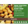 Valor Seed Potato - 2kg