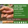 Pink Fir Apple Seed Potato - 2kg