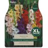 Gladioli Border Mix Gladioli Border Mix