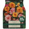 Begonia Picotee Mixed 4-5