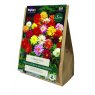 Taylors Bulbs The Border Collection Mix