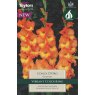 Gladioli Conca D'oro