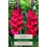 Gladioli Crossfire