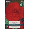 Begonia Double Red