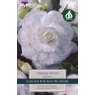Begonia Double White - 3pk
