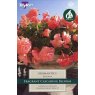 Begonia Aromantics Exotic