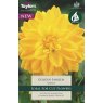 Dahlia Golden Emblem