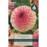 Dahlia Wine Eyed Jill