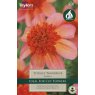 Dahlia Totally Tangerine