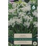 Allium Neapolitanum