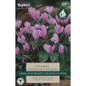 Cyclamen Hederifolium Cyclamen Hederifolium
