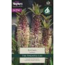 Eucomis