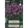 Liatris Spicata
