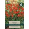 Crocosmia Red King