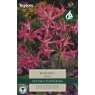 Nerine Bowdenii