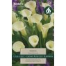Zantedeschia Siberia Zantedeschia Siberia