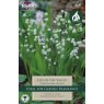 Convallaria Majalis - Lily Of The Valley