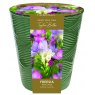 Indoor Freesia Pots