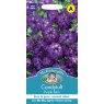 Mr Fothergill's Fothergills Candytuft Purple Rain