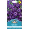 Mr Fothergill's Fothergills Candytuft Purple Rain