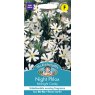 Mr Fothergill's Fothergills Night Phlox Midnight Candy