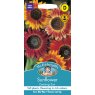Mr Fothergill's Fothergills Sunflower Evening Sun