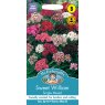 Mr Fothergill's Fothergills Sweet William Single Mixed