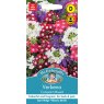 Mr Fothergill's Fothergills Verbena Compact Mixed