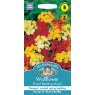 Mr Fothergill's Fothergills Wallflower Dwarf Bedding Mixed