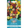 Mr Fothergill's Fothergills Wallflower Monarch Fair Lady