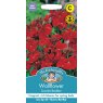 Mr Fothergill's Fothergills Wallflower Scarlet Bedder