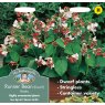 Mr Fothergill's T&m Dwarf Runner Bean Hestia