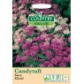 Mr Fothergill's Candytuft Fairy Mixed Cv Seeds